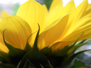 gelbe Blütenblätter einer Sonnenblume