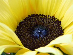 Blütenkopf einer Sonneblume