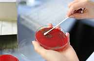 Petrischale mit rotem Inhalt und Wattestäbchen im Institut für Mikrobiologie der Uniklinik Rostock