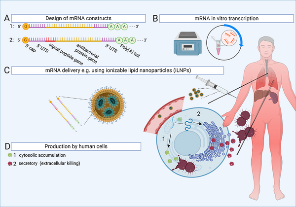 mRNA-based antibacterials